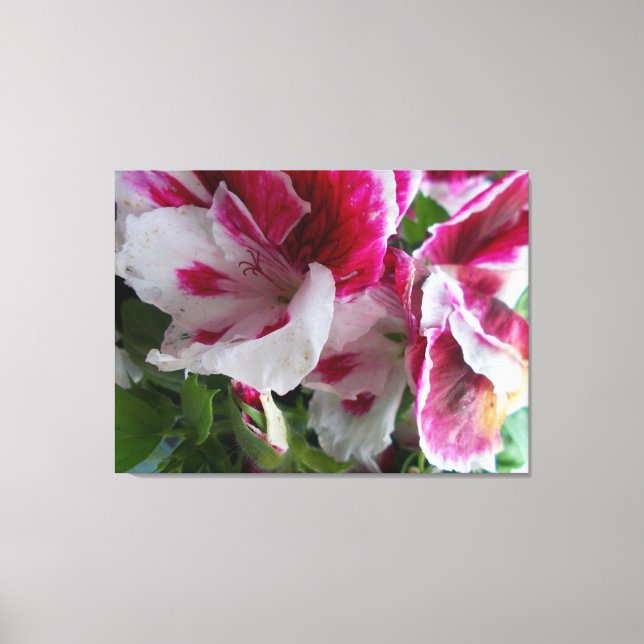 Geranium Stretched Canvas Print (Front)