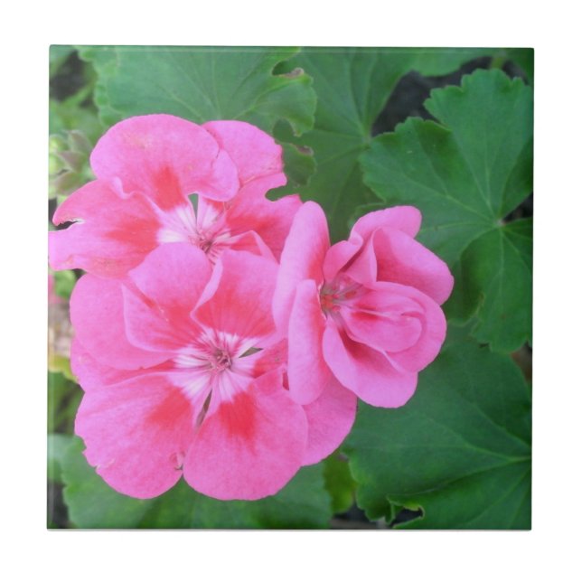Geranium Tile (Front)