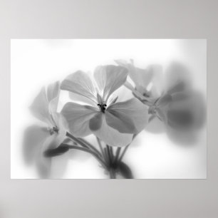 Geraniums in Black and White Poster