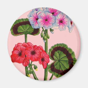 geraniums magnet