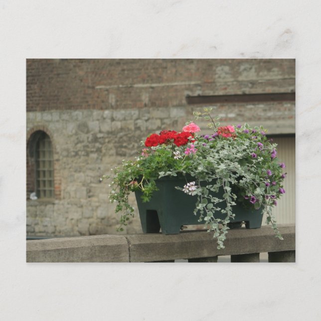 Geraniums Postcard (Front)