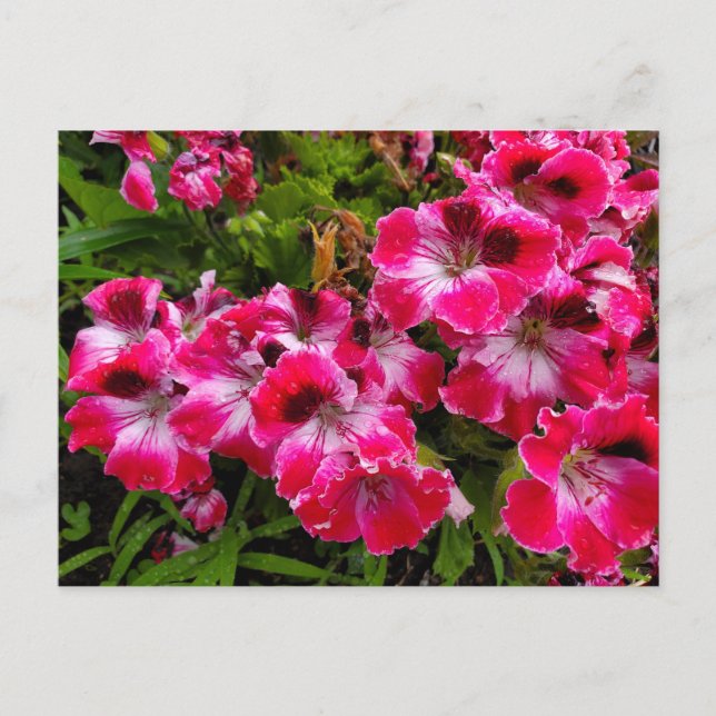 Geraniums Postcard (Front)