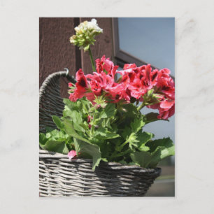 Geraniums Postcard