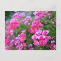 Geraniums Postcard