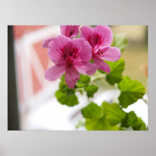 Geraniums Poster