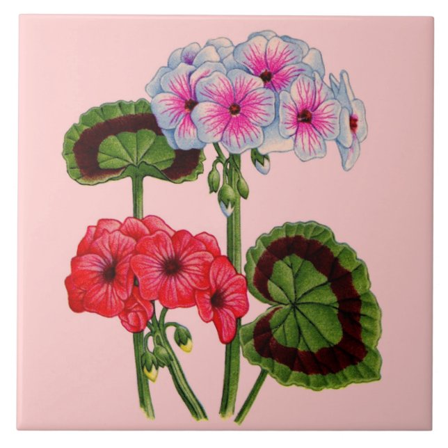 geraniums tile (Front)