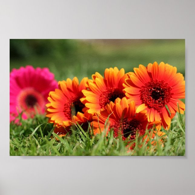 Gerber Daisies Poster (Front)