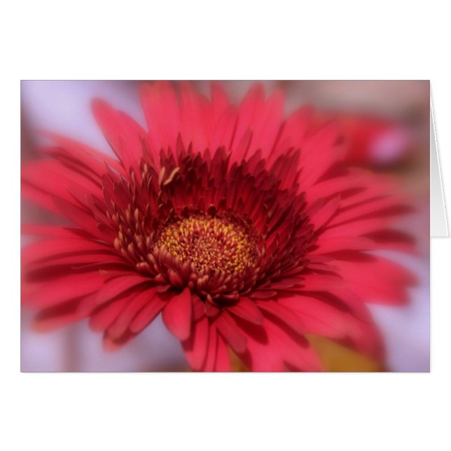 Gerber Daisy (Front Horizontal)