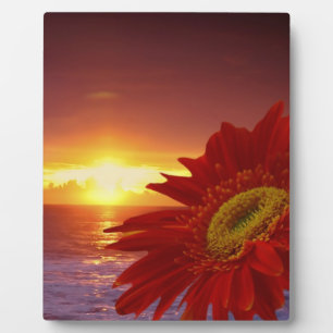 Gerber Daisy and sunset Plaque