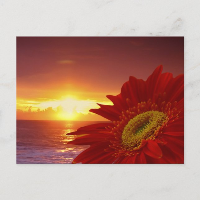 Gerber Daisy and sunset Postcard (Front)