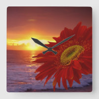 Gerber Daisy and sunset