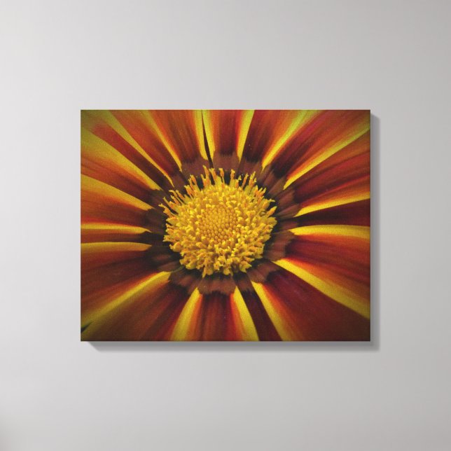 Gerber Daisy in Black Vignette Canvas Print (Front)