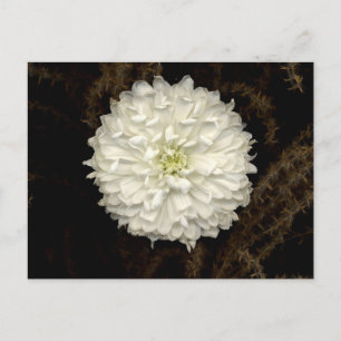 Gerber Daisy Postcard