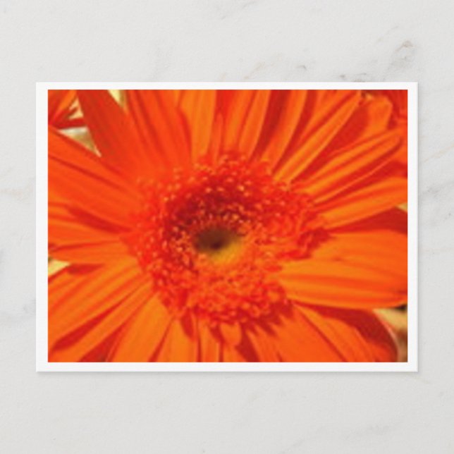 gerber daisy postcard (Front)