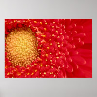 Gerber Daisy