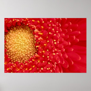 Gerber Daisy Poster