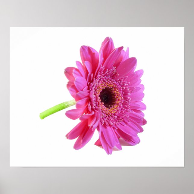 Gerber Daisy Poster Print (Front)