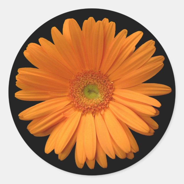 Gerber Daisy sticker (Front)