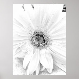 Gerber Daisy Upclose Poster