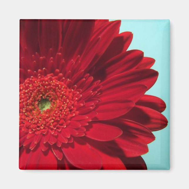 gerber magnet (Front)