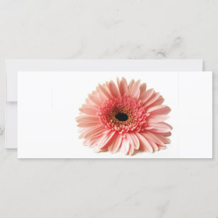 Gerbera