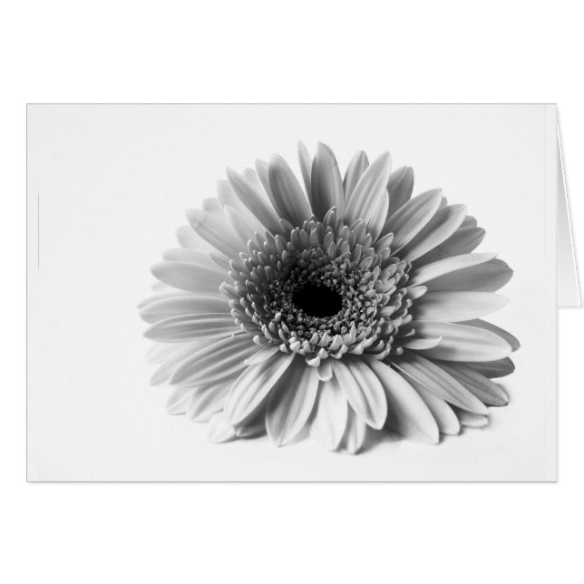 Gerbera (Front Horizontal)