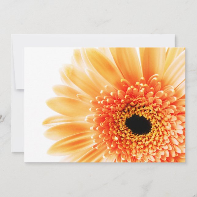 Gerbera (Front)
