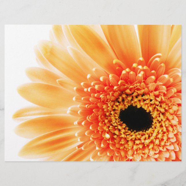 Gerbera (Front)