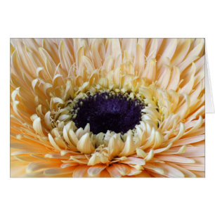 Gerbera cards, Apricot
