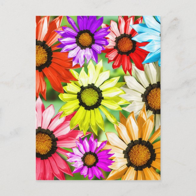 Gerbera colourful flowers postcard (Front)