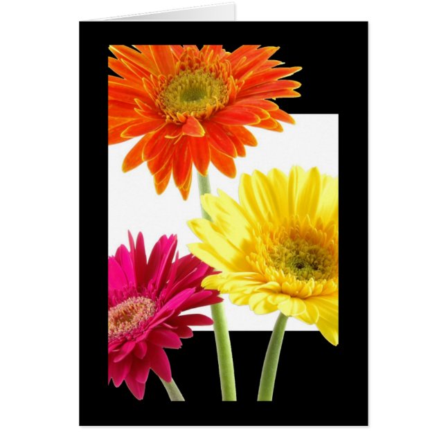 Gerbera Daisies (Front)