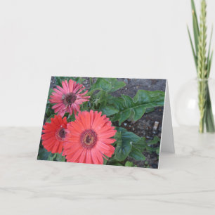 Gerbera Daisies Get Well Card