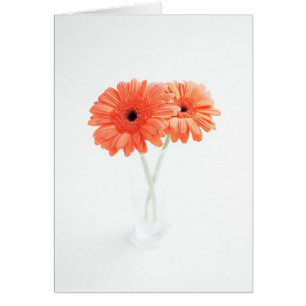 Gerbera Daisies, Orange