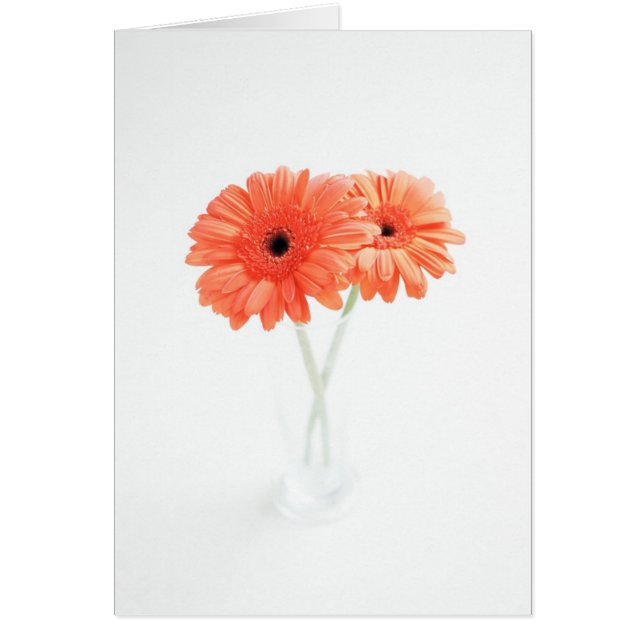 Gerbera Daisies, Orange (Front)