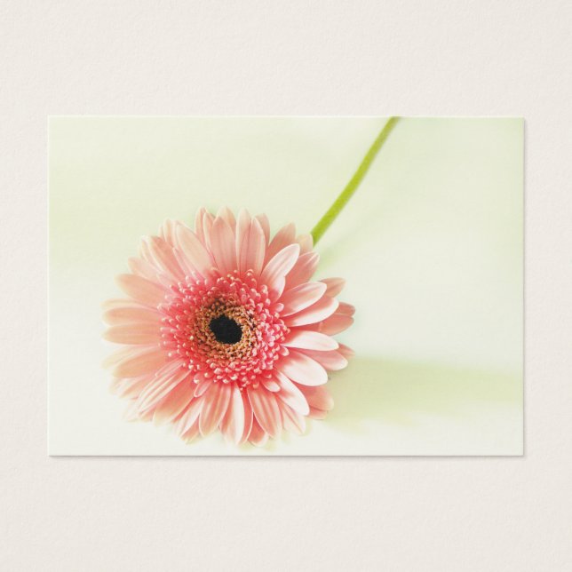 Gerbera Daisy (Front)