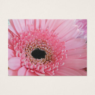 Gerbera Daisy