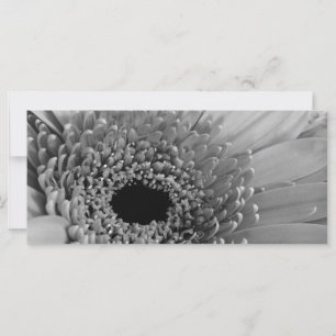 Gerbera Daisy