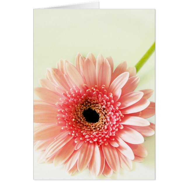 Gerbera Daisy (Front)