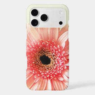 Gerbera Daisy