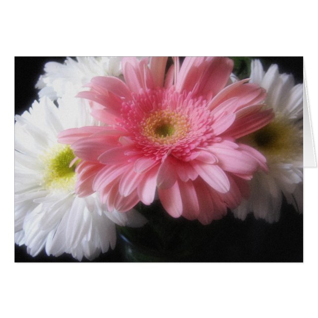 Gerbera Daisy 6 (Front Horizontal)