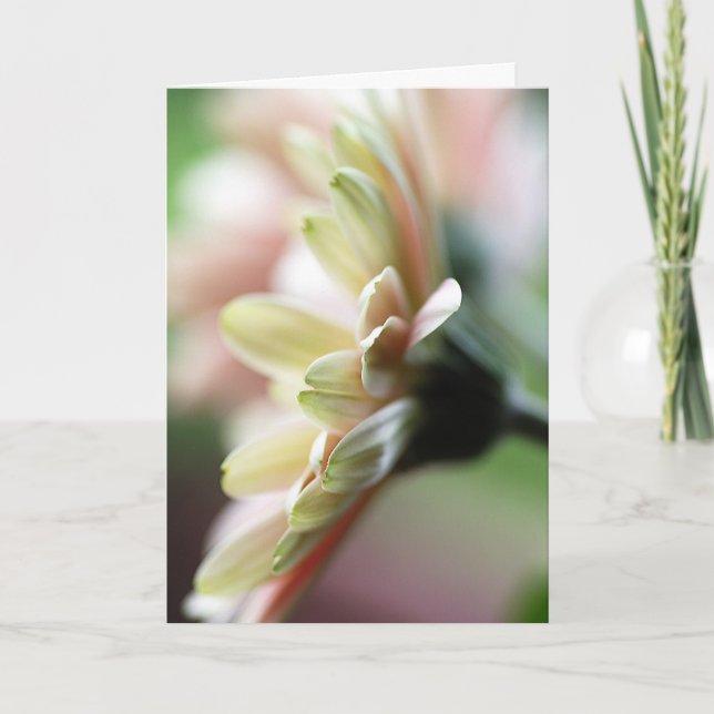 Gerbera Daisy Birthday Card (Front)