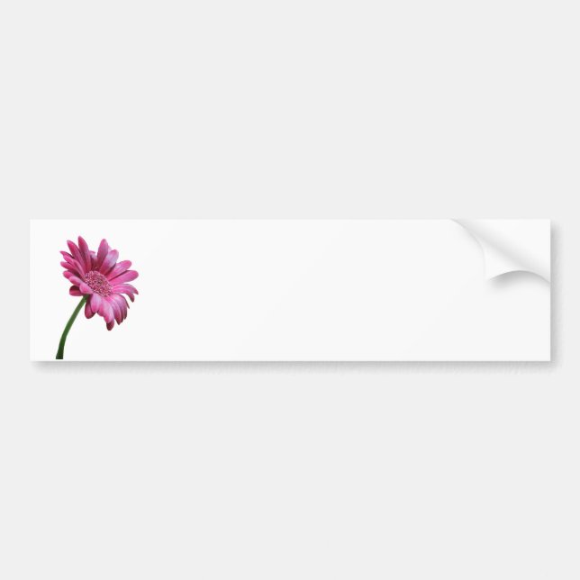 Gerbera Daisy Bumper Sticker (Front)