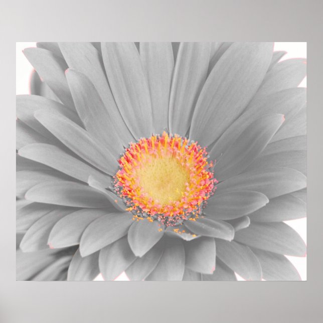 Gerbera Daisy Canvas Poster (Front)