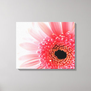 Gerbera Daisy   Canvas Print