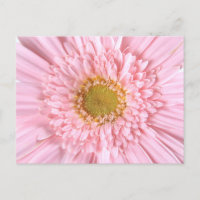 Gerbera Daisy Close-up Photo Postcard