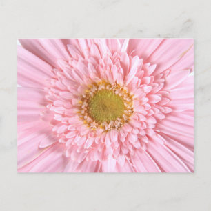 Gerbera Daisy Close-up Photo Postcard