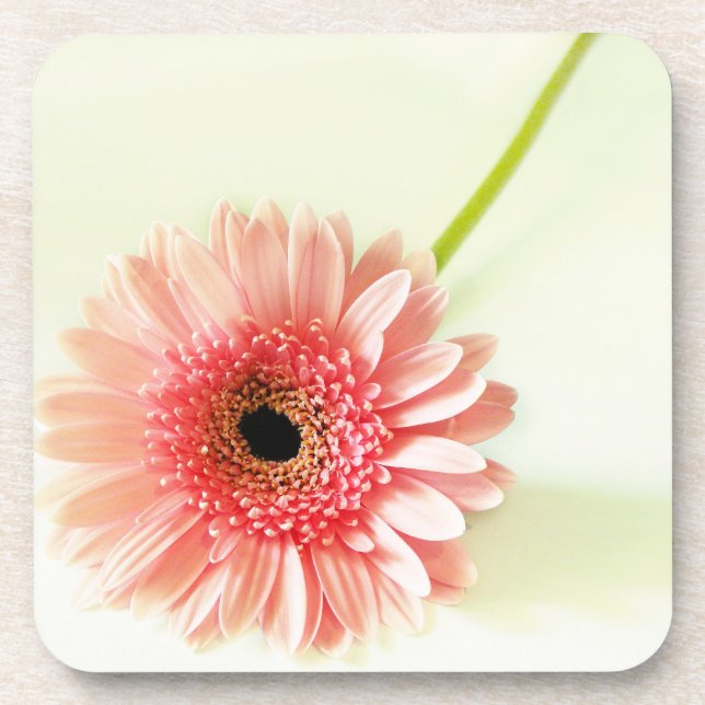 Gerbera Daisy Coaster (Front)