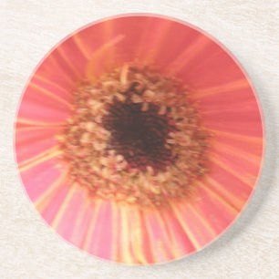 Gerbera Daisy Flower Coasters