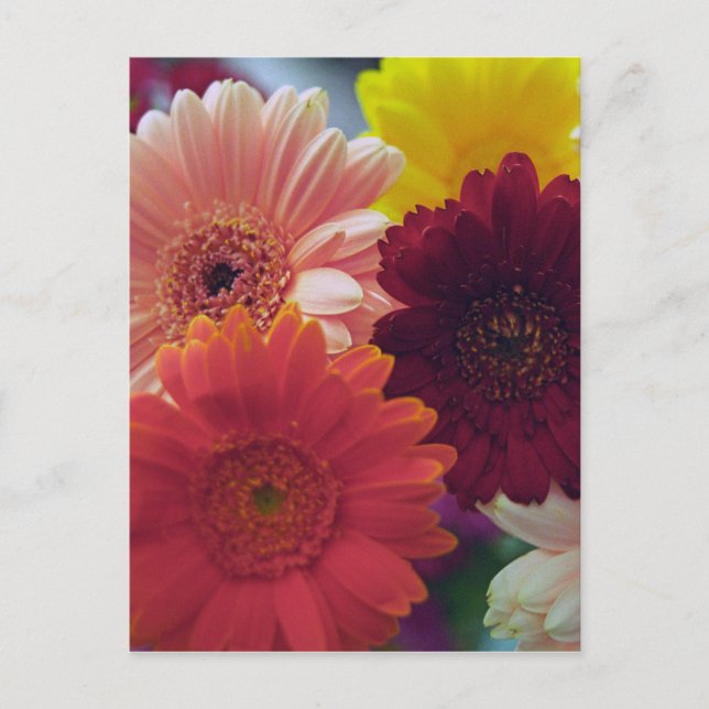 Gerbera Daisy Flower Photo Art Postcard (Front)