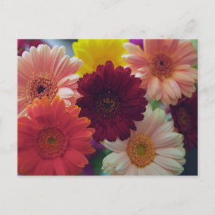 Gerbera Daisy Flower Photo Art Postcards